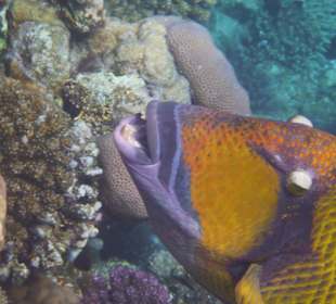 Titan Drückerfisch am Tulip Resort