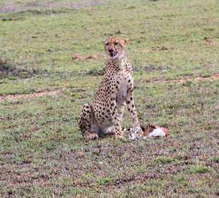 Gepard in der Massai Mara