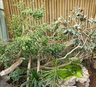 Grüner Leguan Terrarium