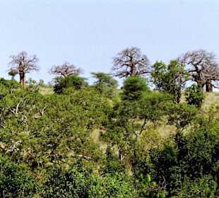 Tarangire Nationalpark