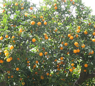Im Tal von Sóller, dem Tal der Orangen