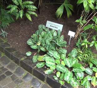 Tropicarium - Feuchte Tropen