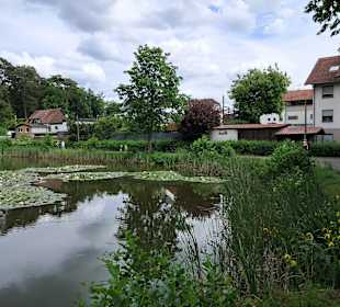 Seewoog in Ramstein-Miesenbach