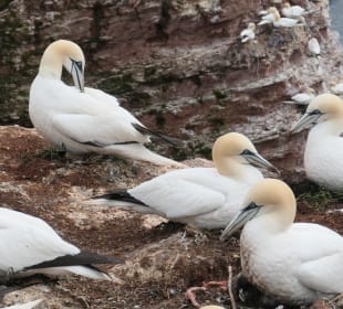 Bei einem schönen Spaziergang auf Helgoland