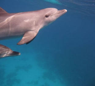 Delfin Schnorchelausflug