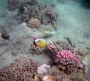 Schöne Unterwasserwelt