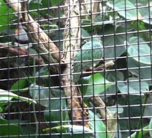 Kleinsäuger + Vogelhaus