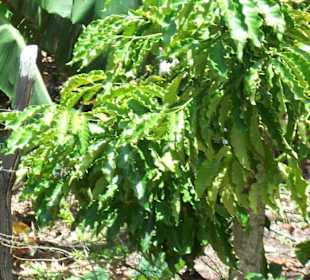 Truck Safari - ein Kaffeebaum