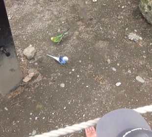 Südamerika Bereich - Vogelhaus