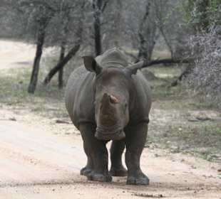 Krüger Park, white Rhino