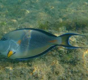 Beim Schnorcheln gesehen