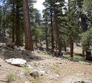 Aussicht vom Mount Jacinto