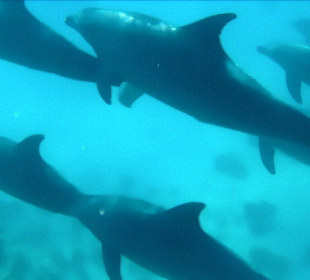 Delphintour mit Moby 2014