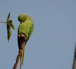 Papagei
