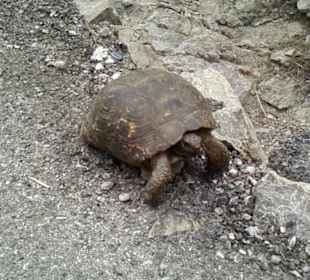 Wir halfen "Esmeralda" über die Straße.