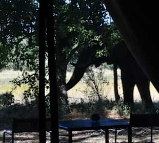 Elefant vor dem Zelt.