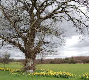 Arbol con narcisos