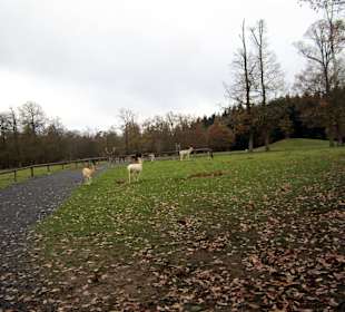 Wildtier Park Edersee