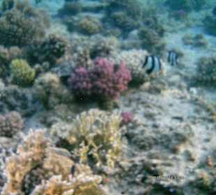 Schnorchelparadies am Hotel Coral Garden