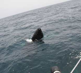 30.04.15 Boa Vista Tours Whale Watching