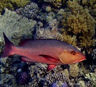 Schnapperin Morgensonne