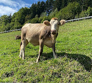 Wandern Oberstaufen
