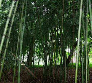 Bambus