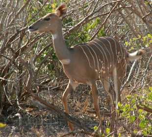 Kleiner Kudu