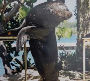 Seelöwen - Show