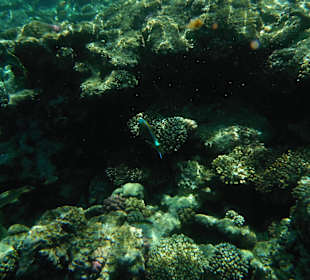 Wielka ryba przy rafie hotelowej