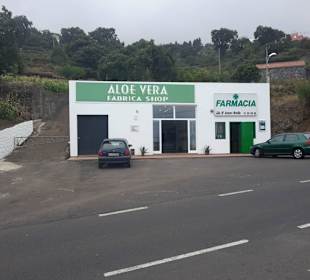 Aloe Vera Fresca Infocenter Teneriffa -  Chasna