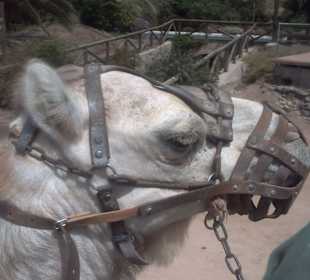 Kamel von den Kamelritt