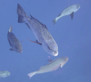 Schnorcheln Marsa Alam