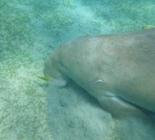 Nicht mehr in abu dababb