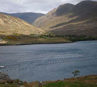 Killary-Fjord und Muschelbänke