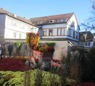 Chrysanthema Lahr