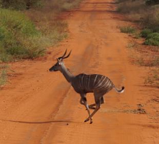 Tsavo West Nationalpark