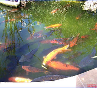 Karpfenteich in bunt