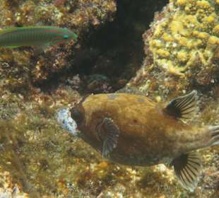 Schnorcheln Marsa Alam