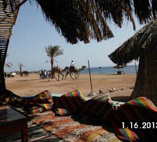 Freizeit in Dahab Kamelreiten Schnorcheln und Rele