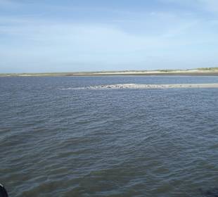 Vorbei an den Seehundbänken von Norderney