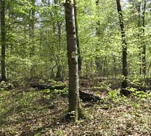 Wanderweg Hochgehwachsen