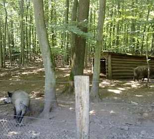 Wildpark Betzenberg