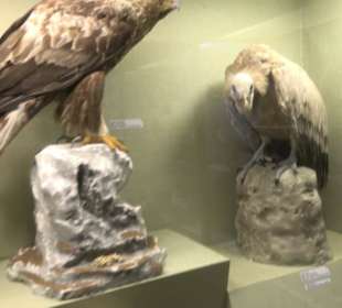 Naturhistorisches Museum