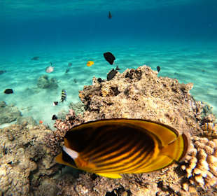 Schnorcheln Makadi Bay