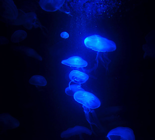 Quallen im schönen Lichtspiel