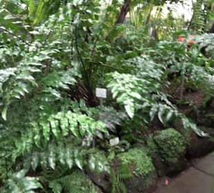 Tropicarium