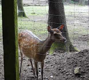 Rehe