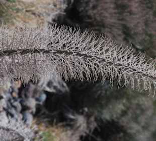 Przyroda w parku el teide