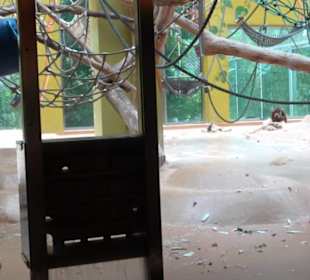 Tierpark Hellabrunn - Welt der Affen